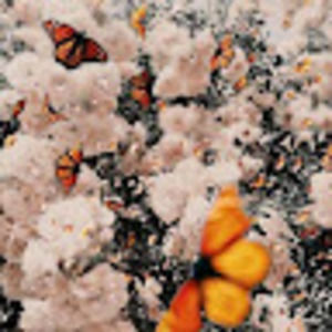 Meet your Posher, Teagan's land of wonder